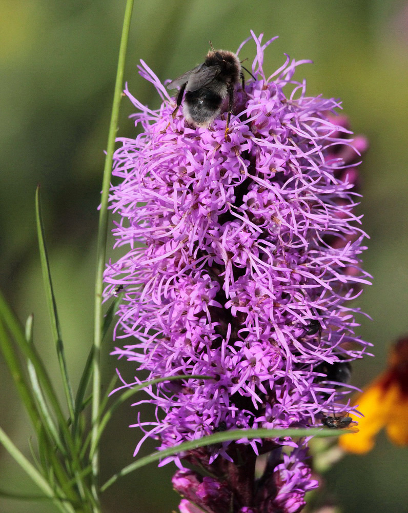 Image of Liatris spicata specimen.