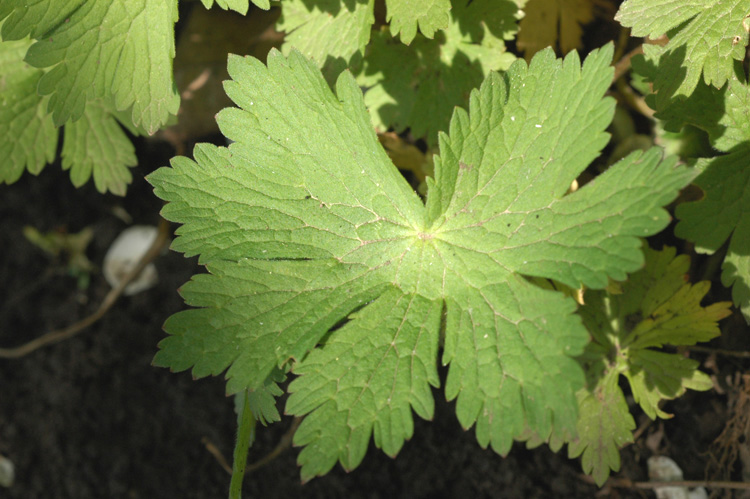 Image of Geranium phaeum specimen.