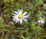 Heteropappus canescens