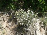 Dianthus crinitus