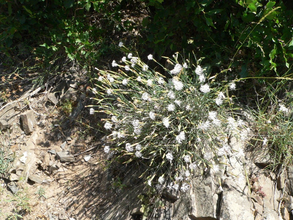 Image of Dianthus crinitus specimen.