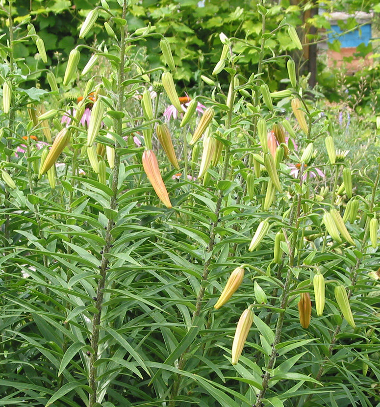Image of Lilium lancifolium specimen.