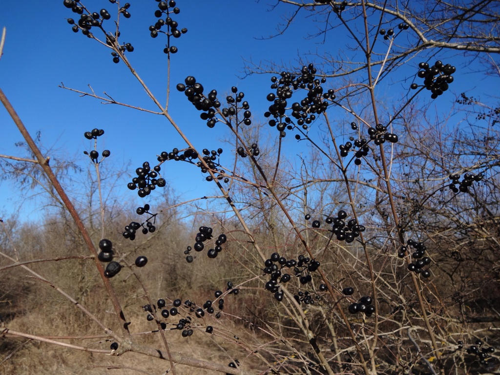 Image of Ligustrum vulgare specimen.