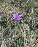 Pulsatilla multifida. Цветущее растение. Восточный Казахстан, г. Усть-Каменогорск, восточные окр., Лесхоз, сопка. 29.04.2011.