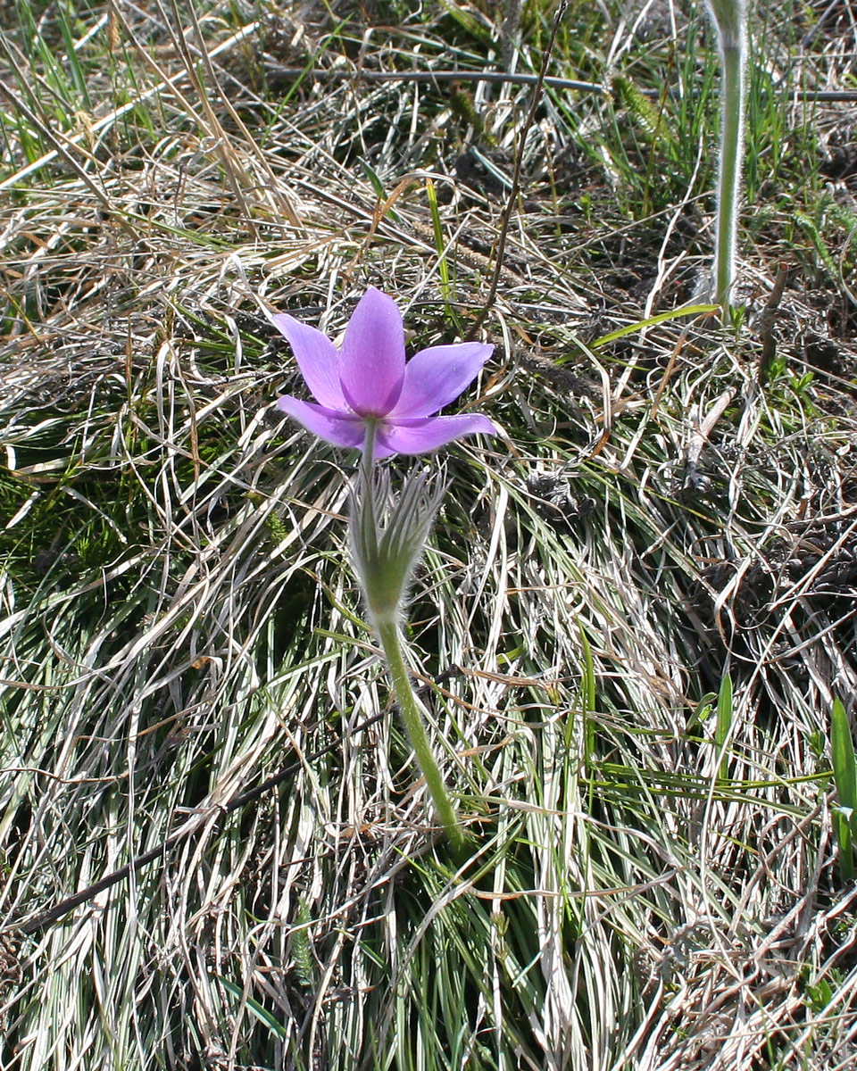 Изображение особи Pulsatilla multifida.