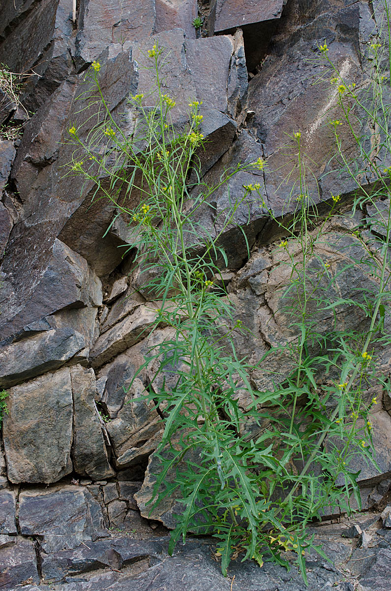 Image of Sisymbrium heteromallum specimen.