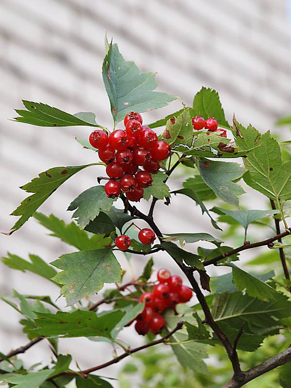 Image of Crataegus sanguinea specimen.