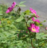 Rosa acicularis