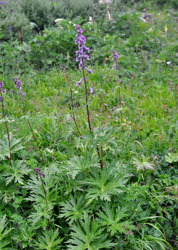 Изображение особи Aconitum septentrionale.