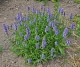 Nepeta nervosa