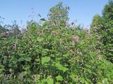 Persicaria orientalis