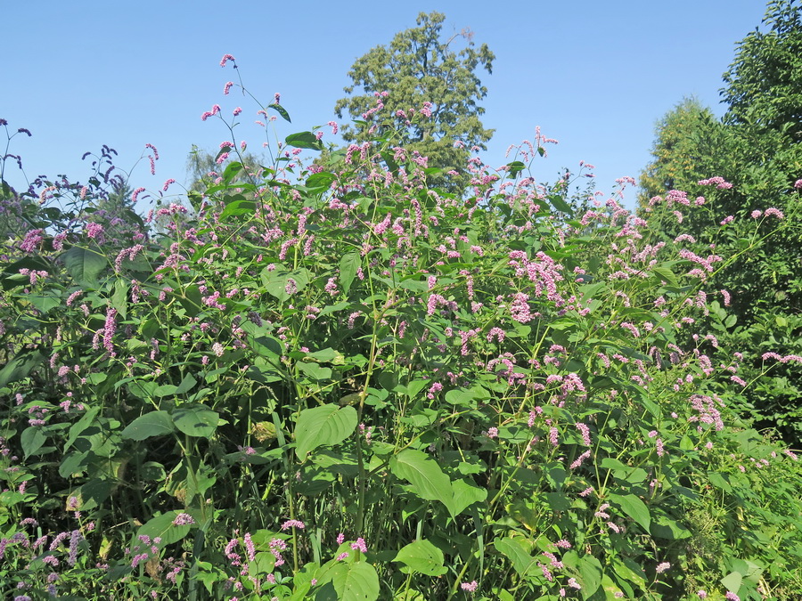Image of Persicaria orientalis specimen.