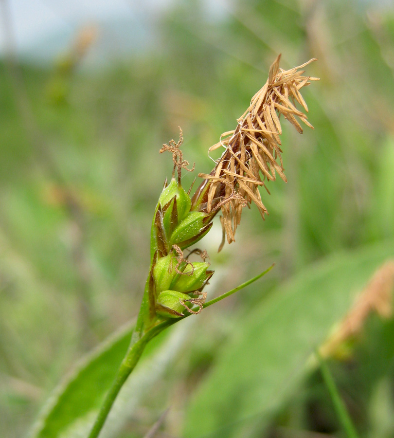 Изображение особи Carex halleriana.