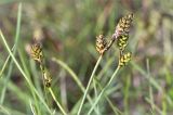 Carex glareosa. Верхушки побегов с соцветиями. Карелия, Лоухский р-н, окр. пос. Чкаловский, каменистый берег Белого моря. 16.06.2015.