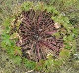 Pulsatilla patens