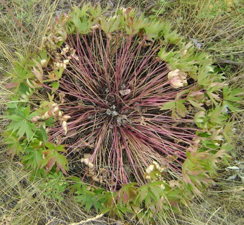 Изображение особи Pulsatilla patens.