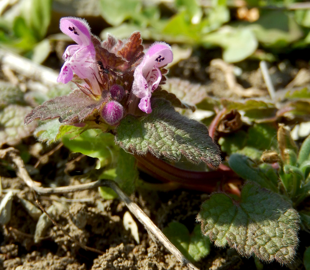 Изображение особи Lamium purpureum.