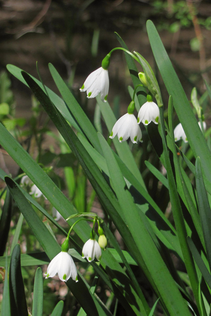 Image of Leucojum aestivum specimen.