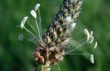 Plantago lanceolata. Часть соцветия. Республика Адыгея, г. Майкоп, во дворе дома на лужайке. 08.05.2016.