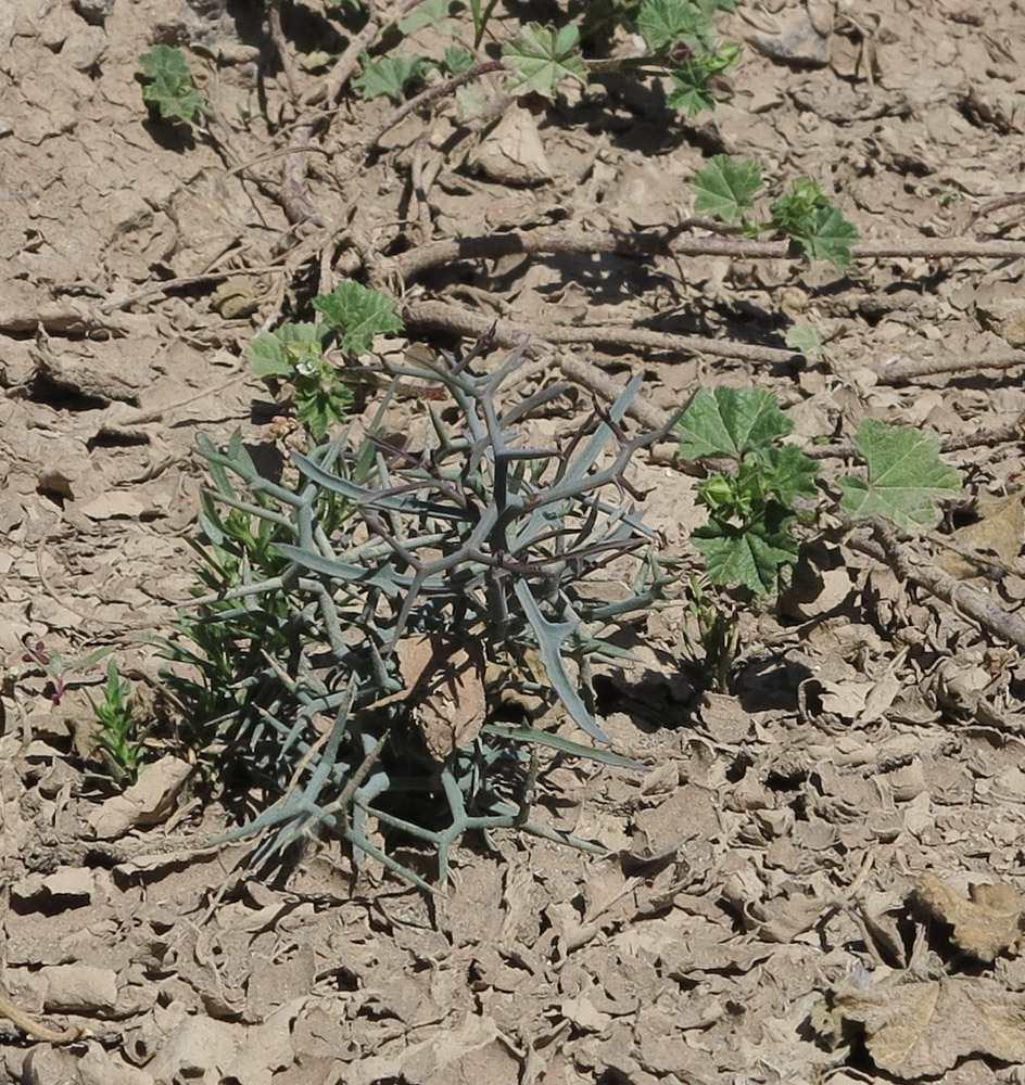 Image of Launaea arborescens specimen.