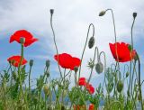 Papaver rhoeas