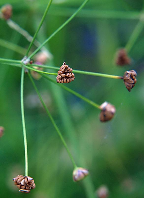 Изображение особи Alisma plantago-aquatica.