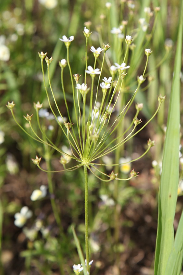 Image of Androsace septentrionalis specimen.