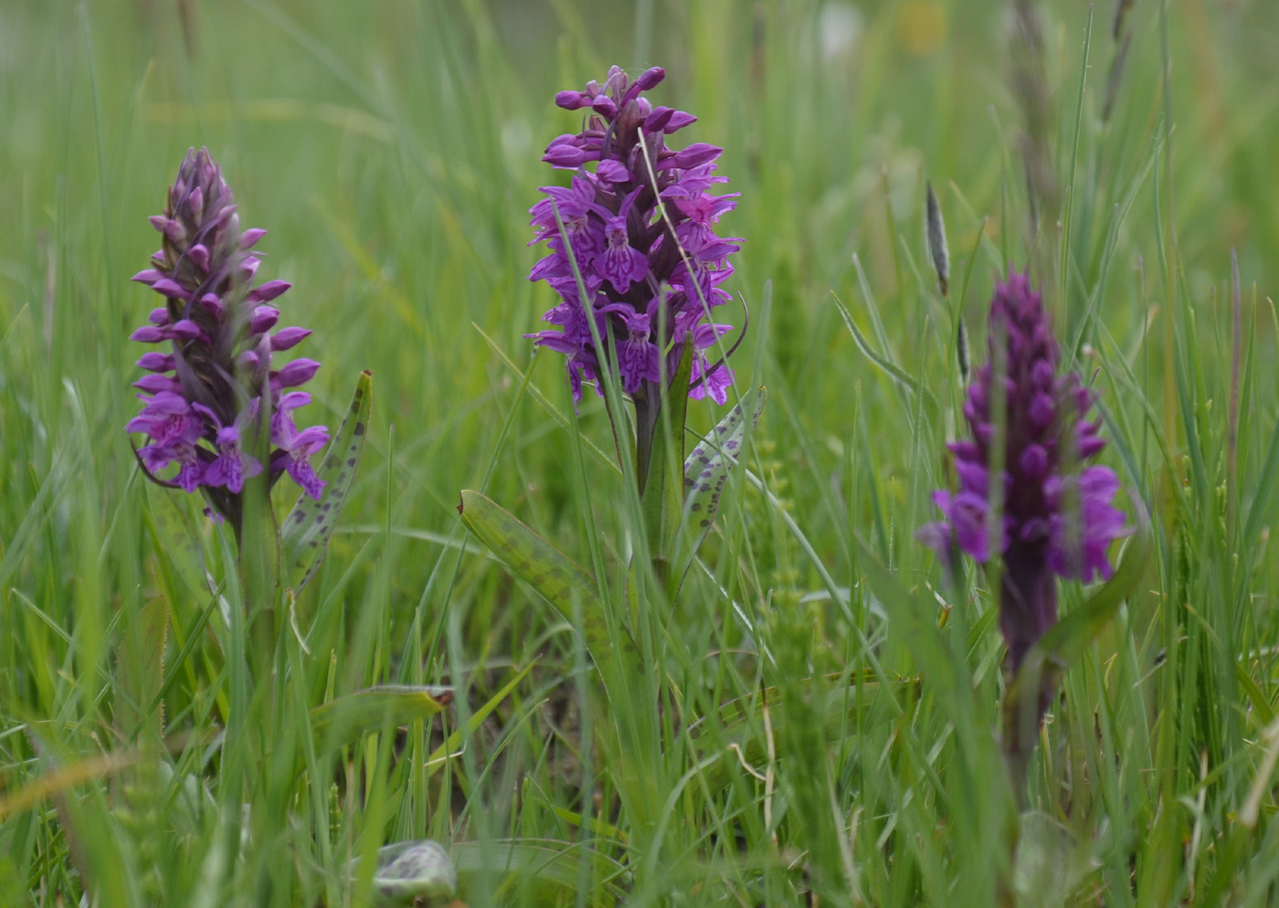 Изображение особи Dactylorhiza majalis.