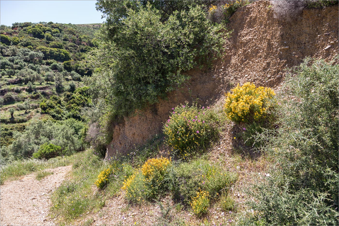 Image of Hypericum empetrifolium specimen.