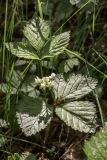 Rubus saxatilis