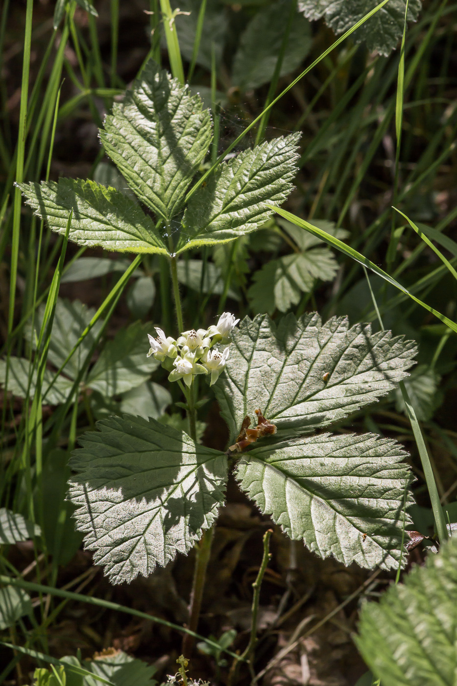 Image of Rubus saxatilis specimen.