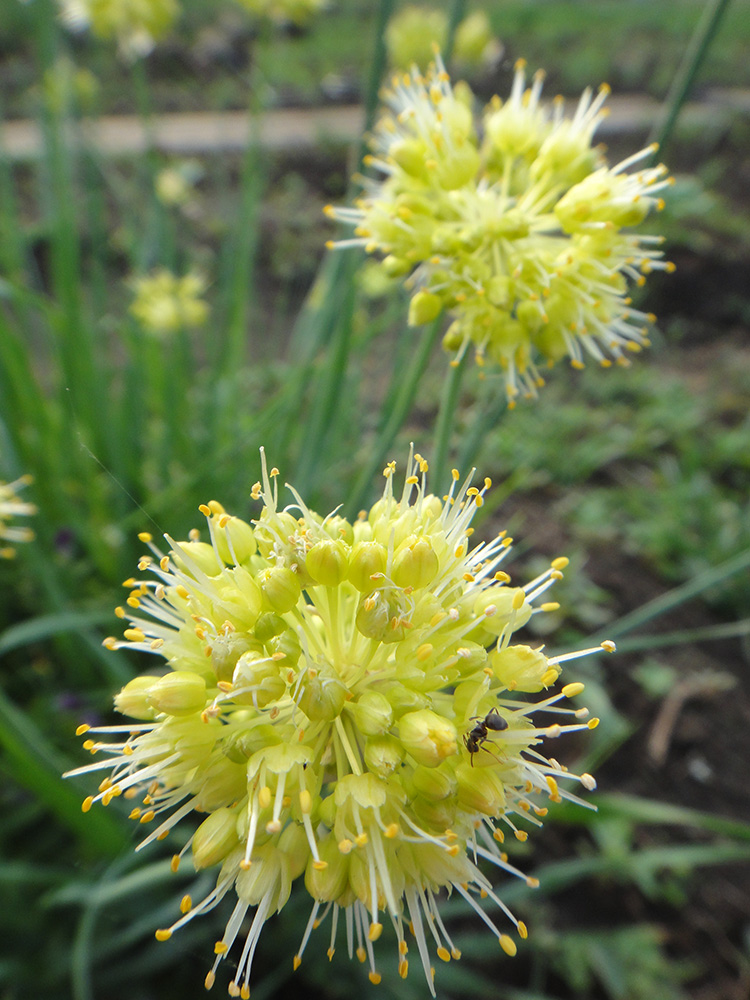 Image of Allium obliquum specimen.