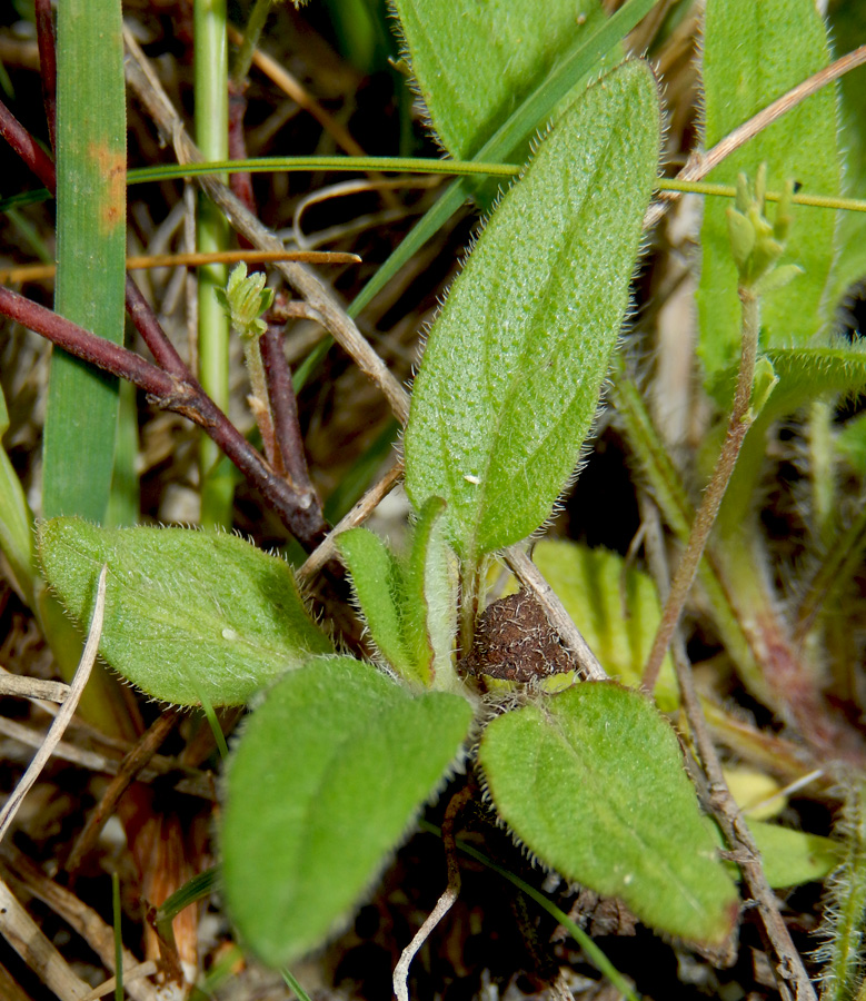 Image of Prunella laciniata specimen.