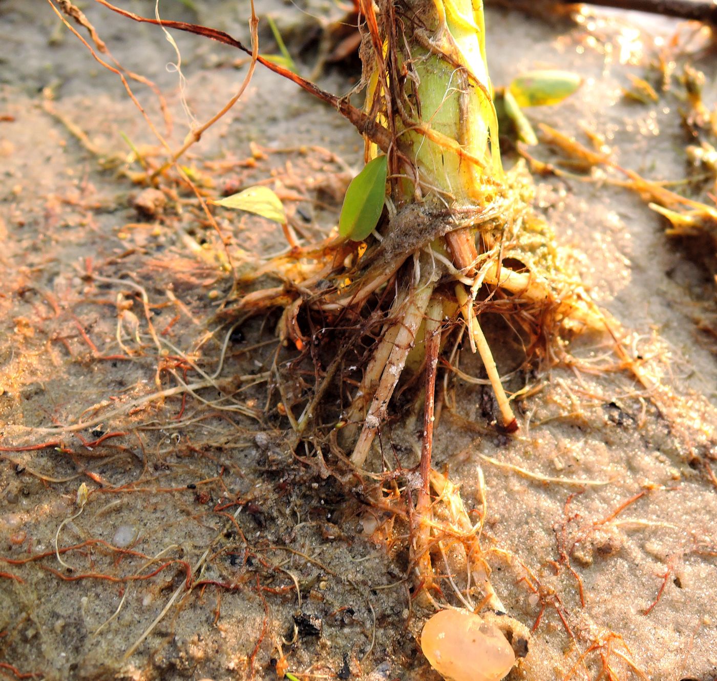 Image of Ranunculus sceleratus specimen.