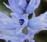 Bellevalia hyacinthoides