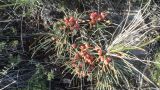 Ephedra monosperma. Растение со зрелыми фруктификациями. Хакасия, окр. оз. Белё, сухая степь. 30.06.2016.