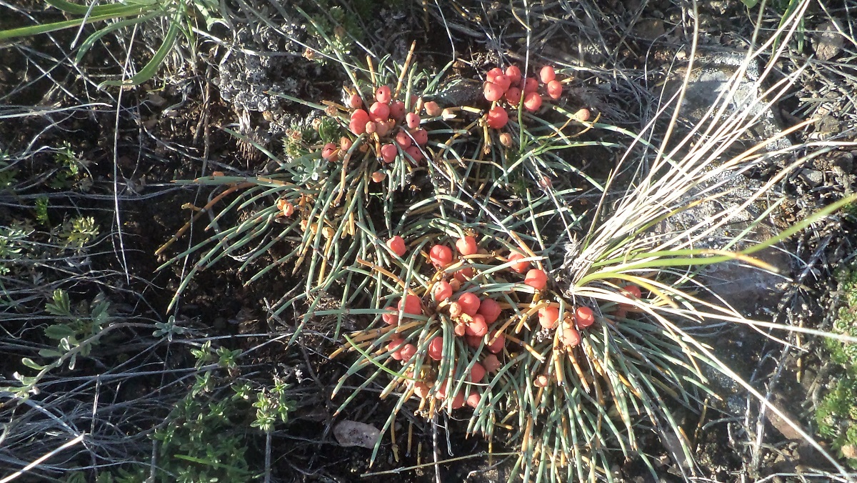 Изображение особи Ephedra monosperma.