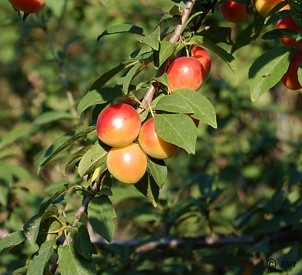 Image of Prunus cerasifera specimen.