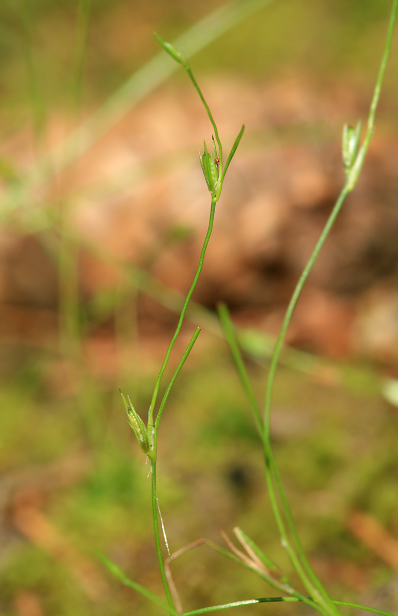 Изображение особи Juncus ambiguus.