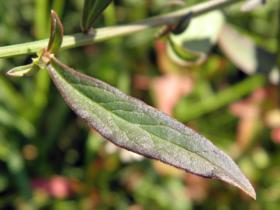 Image of Celosia spicata specimen.