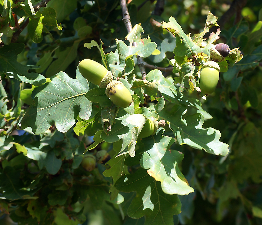 Image of Quercus robur specimen.