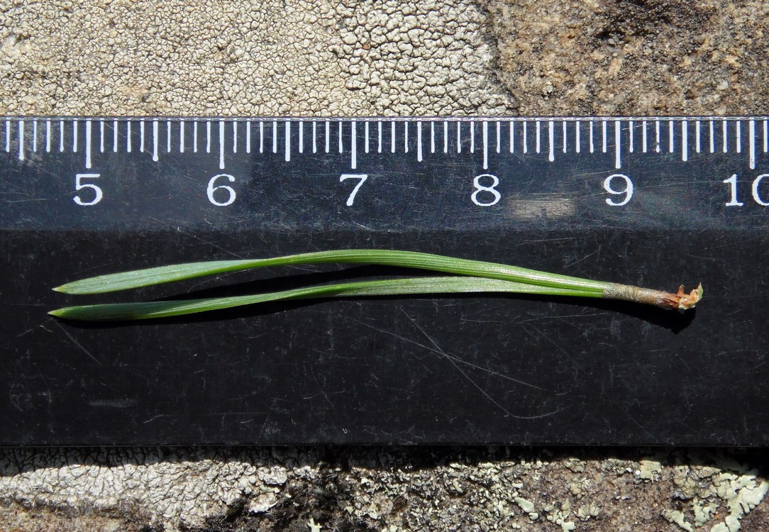 Изображение особи Pinus sylvestris.