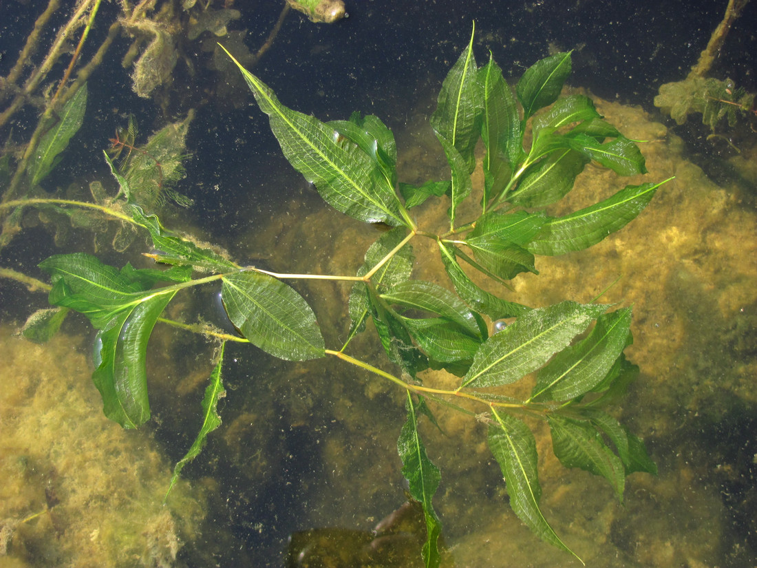 Image of Potamogeton lucens specimen.