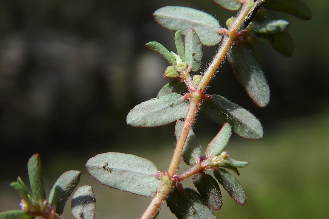 Image of Euphorbia maculata specimen.