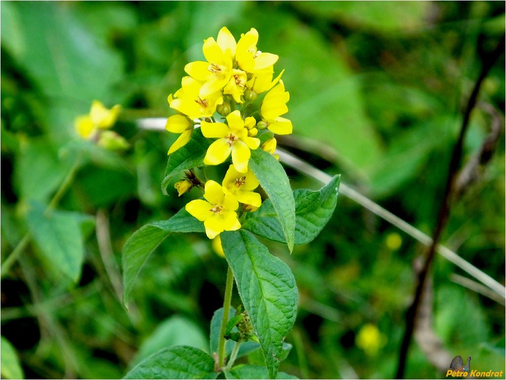 Изображение особи Lysimachia vulgaris.