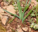 Ornithogalum narbonense