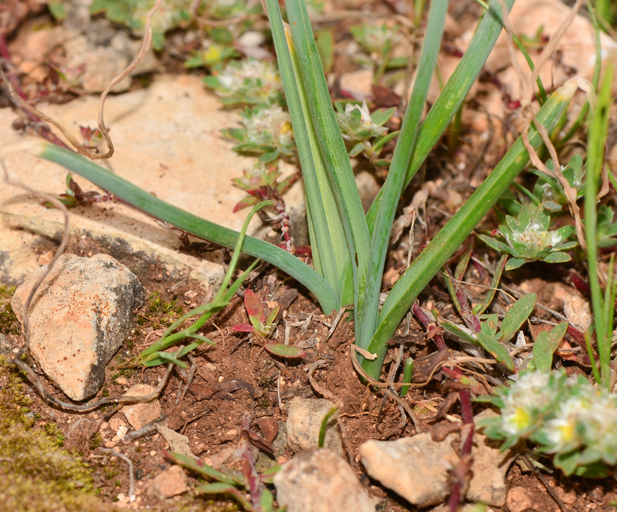 Изображение особи Ornithogalum narbonense.