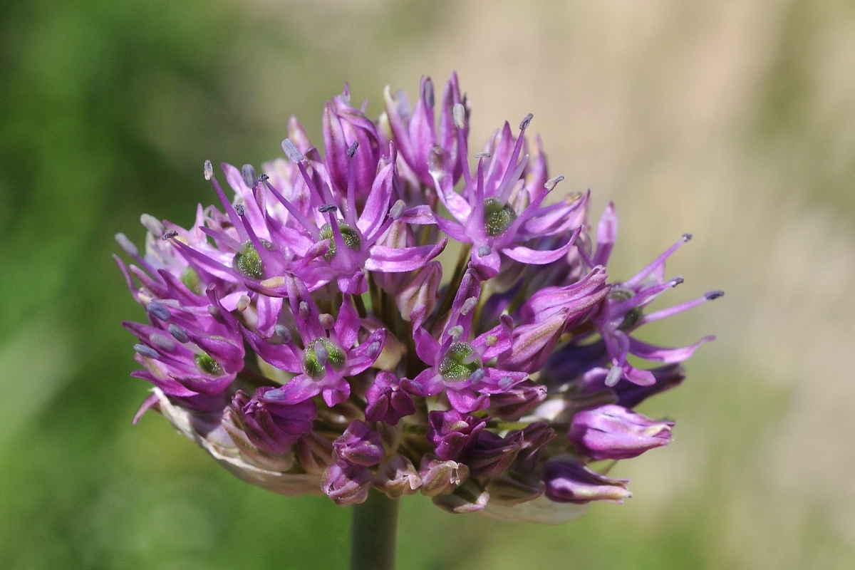 Image of Allium sewerzowii specimen.