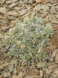 Astragalus schrenkianus. Плодоносящее растение. Казахстан, хр. Каратау, пер. Куюк, среди скальных обломков, на пологом склоне южной экспозиции. 23.05.2016.