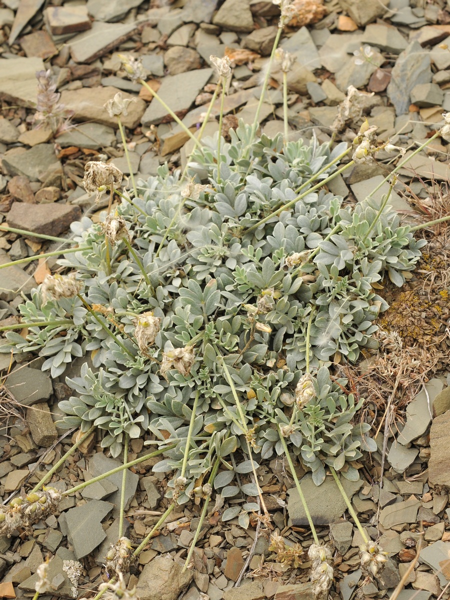 Изображение особи Astragalus schrenkianus.